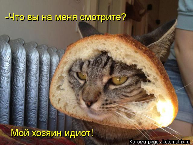 -Что вы на меня смотрите? Мой хозяин идиот!... Котоматрица: -Что вы на меня смотрите? Мой хозяин идиот!