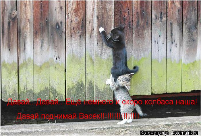 Давай...Давай...Ещё немного и скоро колбаса наша! Давай поднимай Васёк!!!!!!!!!!!!!!!!!... Котоматрица: Давай...Давай...Ещё немного и скоро колбаса наша! Давай поднимай Васёк!!!!!!!!!!!!!!!!!