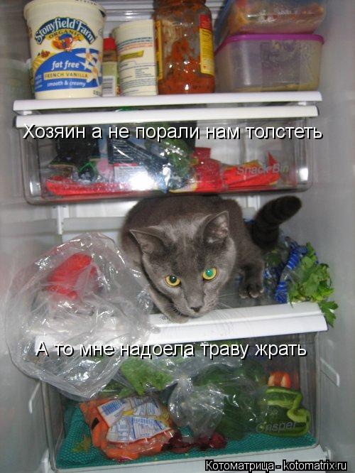 Хозяин а не порали нам толстеть А то мне надоела траву жрать... Котоматрица: Хозяин а не порали нам толстеть А то мне надоела траву жрать