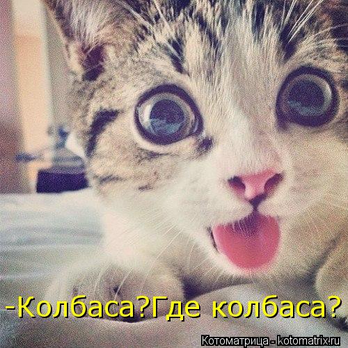 -Колбаса?Где колбаса?... Котоматрица: -Колбаса?Где колбаса?