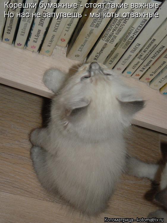 Корешки бумажные - стоят такие важные, Но нас не запугаешь - мы коты отважные... Котоматрица: Корешки бумажные - стоят такие важные, Но нас не запугаешь - мы коты отважные