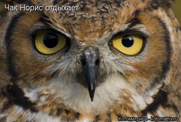 Чак Норис отдыхает... Котоматрица: Чак Норис отдыхает