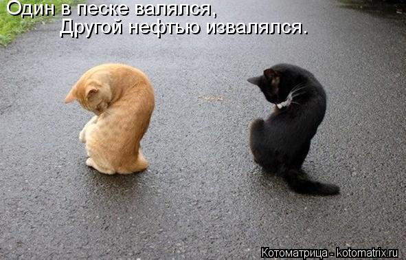 Один в песке валялся, Другой нефтью извалялся.... Котоматрица: Один в песке валялся, Другой нефтью извалялся.