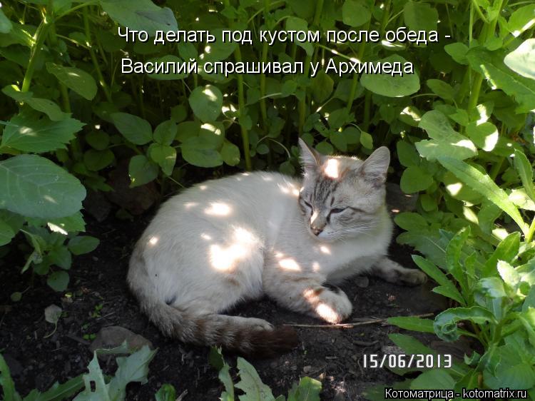 Что делать под кустом после обеда - Василий спрашивал у Архимеда... Котоматрица: Что делать под кустом после обеда - Василий спрашивал у Архимеда