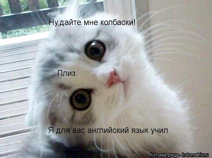 Ну,дайте мне колбаски! Я для вас английский язык учил. Плиз .... Котоматрица: Ну,дайте мне колбаски! Я для вас английский язык учил. Плиз .
