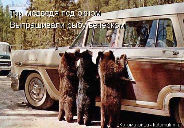 Три медведя под окном Выпрашивали рыбу вечерком... Котоматрица: Три медведя под окном Выпрашивали рыбу вечерком