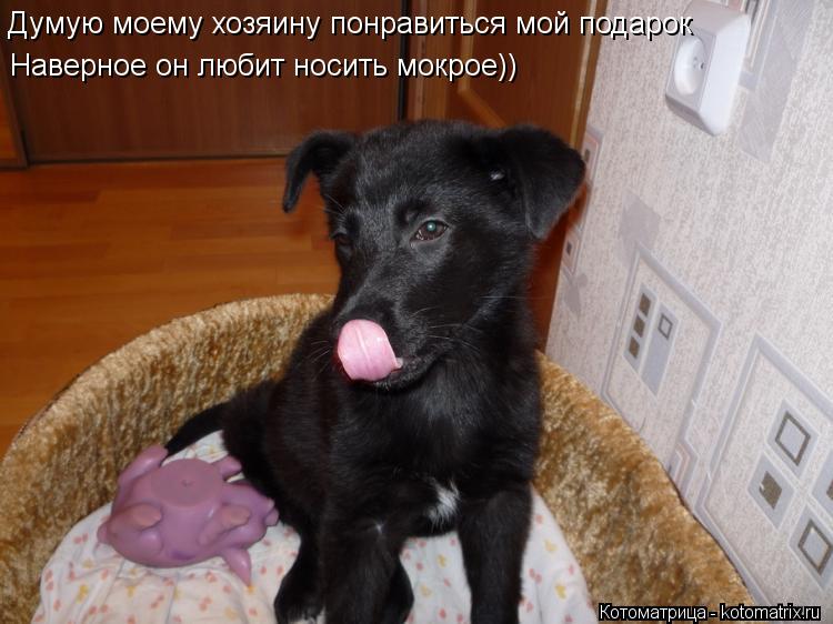 Думую моему хозяину понравиться мой подарок Наверное он любит носить мокрое)) Наверное он любит носит... Котоматрица: Думую моему хозяину понравиться мой подарок Наверное он любит носить мокрое)) Наверное он любит носить мокрое))