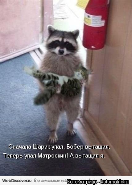 Котоматрица: Сначала Шарик упал. Бобер вытащил. Теперь упал Матроскин! А вытащил я.