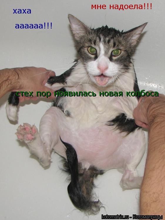 Котоматрица: стех пор ноявилась новая колбоса  хаха мне надоела!!! аааааа!!!