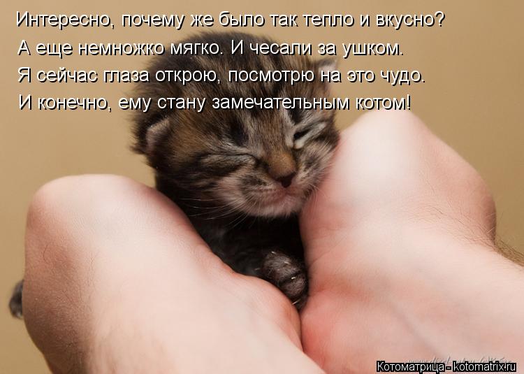 Интересно, почему же было так тепло и вкусно? А еще немножко мягко. И чесали за ушком. Я сейчас глаза... Котоматрица: Интересно, почему же было так тепло и вкусно? А еще немножко мягко. И чесали за ушком. Я сейчас глаза открою, посмотрю на это чудо. И конечно, е