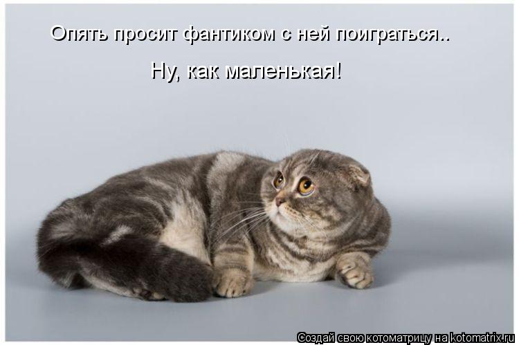 Опять просит фантиком с ней поиграться.. Ну, как маленькая!... Котоматрица: Опять просит фантиком с ней поиграться.. Ну, как маленькая!