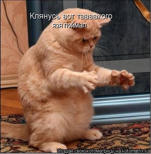 Клянусь вот таааакого Клянусь вот таааакого язя поймал... Котоматрица: Клянусь вот таааакого Клянусь вот таааакого язя поймал