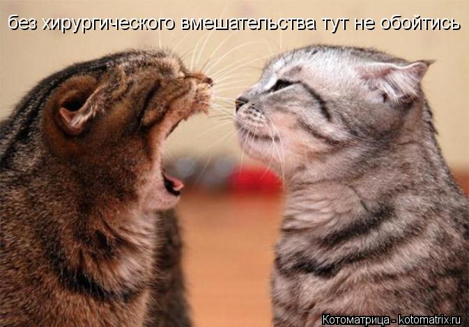 без хирургического вмешательства тут не обойтись... Котоматрица: без хирургического вмешательства тут не обойтись