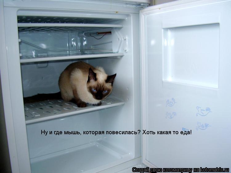 Ну и где мышь, которая повесилась? Хоть какая то еда!... Котоматрица: Ну и где мышь, которая повесилась? Хоть какая то еда!