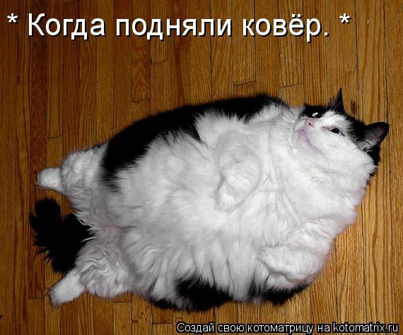 * Когда подняли ковёр. *... Котоматрица: * Когда подняли ковёр. *