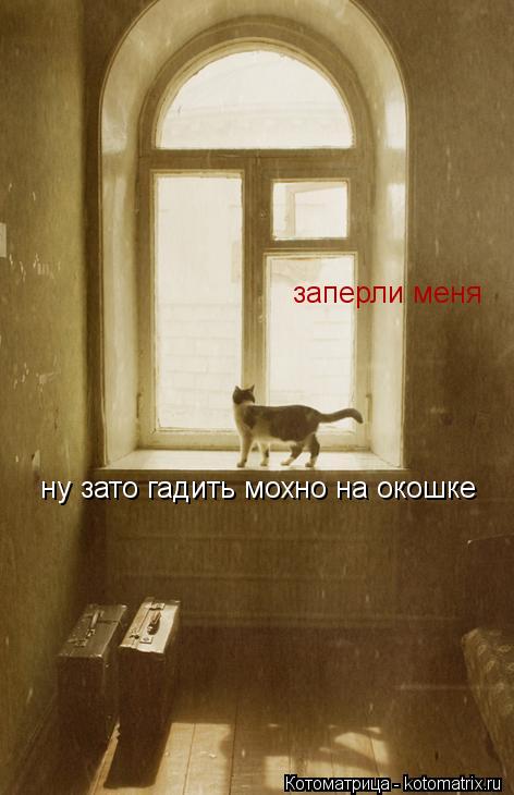 заперли меня ну зато гадить мохно на окошке... Котоматрица: заперли меня ну зато гадить мохно на окошке