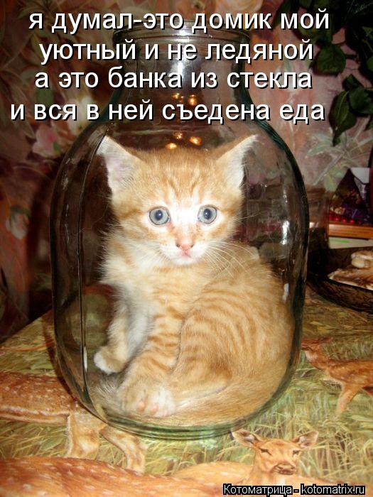 Котоматрица: я думал-это домик мой уютный и не ледяной а это банка из стекла и вся в ней съедена еда