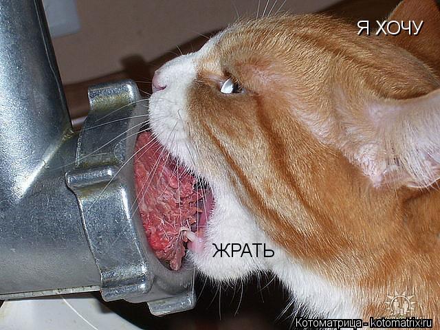 Котоматрица: Я ХОЧУ  ЖРАТЬ