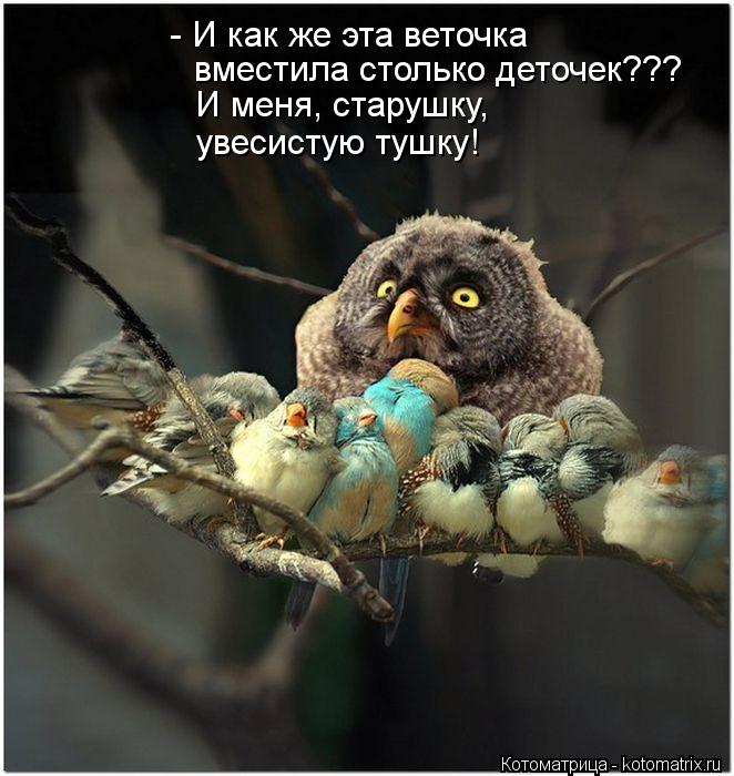 - И как же эта веточка вместила столько деточек??? И меня, старушку, увесистую тушку!... Котоматрица: - И как же эта веточка вместила столько деточек??? И меня, старушку, увесистую тушку!