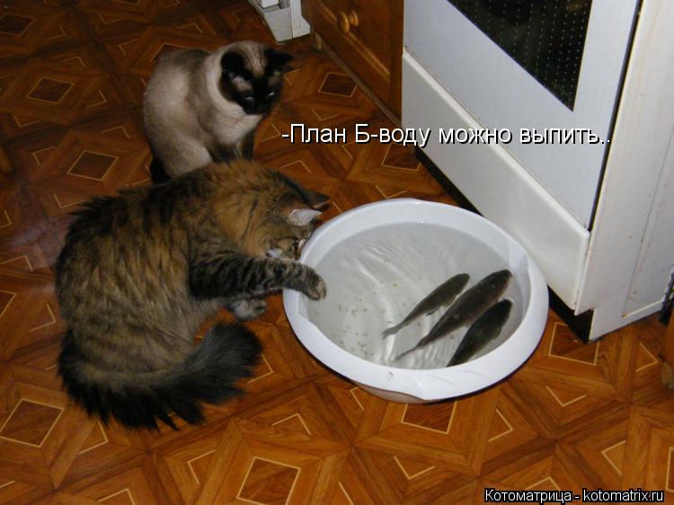 -План Б-воду можно выпить..... Котоматрица: -План Б-воду можно выпить..