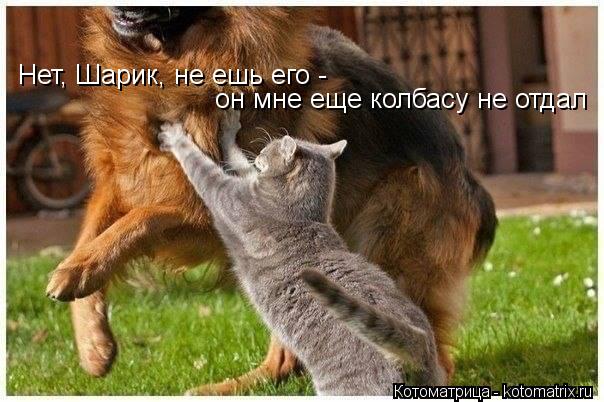 Нет, Шарик, не ешь его - он мне еще колбасу не отдал... Котоматрица: Нет, Шарик, не ешь его - он мне еще колбасу не отдал