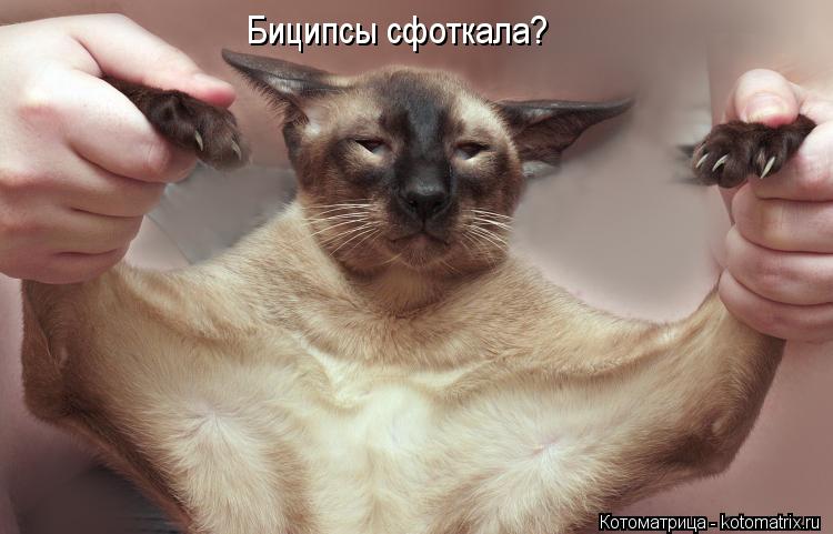 Биципсы сфоткала?... Котоматрица: Биципсы сфоткала?