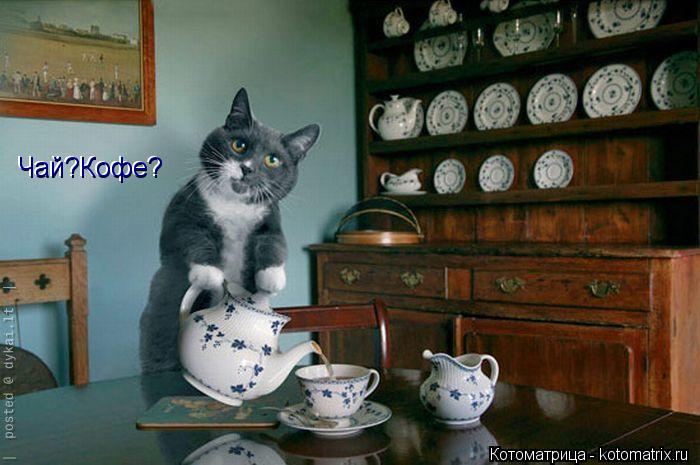 Котоматрица: Чай?Кофе? Чай?Кофе?