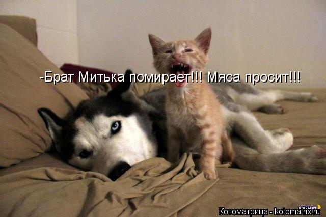 -Брат Митька помирает!!! Мяса просит!!!... Котоматрица: -Брат Митька помирает!!! Мяса просит!!!