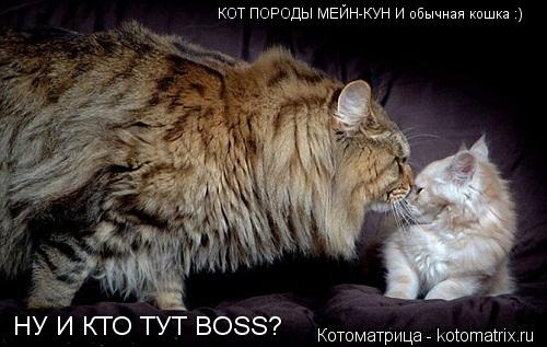 КОТ ПОРОДЫ МЕЙН-КУН И обычная кошка :) НУ И КТО ТУТ BOSS?... Котоматрица: КОТ ПОРОДЫ МЕЙН-КУН И обычная кошка :) НУ И КТО ТУТ BOSS?