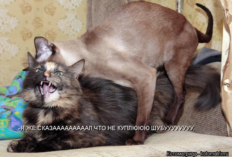 -Я ЖЕ СКАЗАААААААААЛ,ЧТО НЕ КУПЛЮЮЮ ШУБУУУУУУУУ.... Котоматрица: -Я ЖЕ СКАЗАААААААААЛ,ЧТО НЕ КУПЛЮЮЮ ШУБУУУУУУУУ.