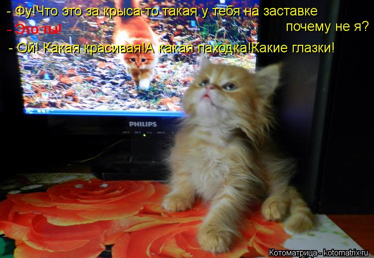 - Фу!Что это за крыса-то такая у тебя на заставке почему не я? - Это ты! - Это ты! - Ой! Какая красив... Котоматрица: - Фу!Что это за крыса-то такая у тебя на заставке почему не я? - Это ты! - Это ты! - Ой! Какая красивая!А какая паходка!Какие глазки!