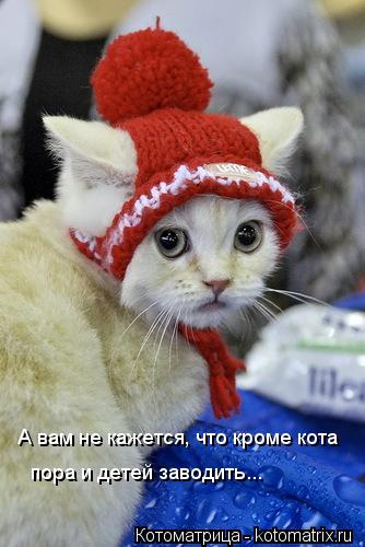 А вам не кажется, что кроме кота пора и детей заводить...... Котоматрица: А вам не кажется, что кроме кота пора и детей заводить...