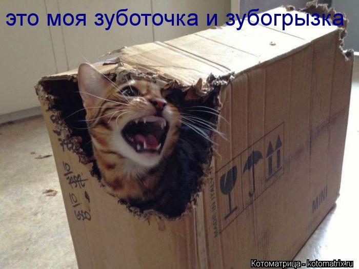это моя зуботочка и зубогрызка... Котоматрица: это моя зуботочка и зубогрызка
