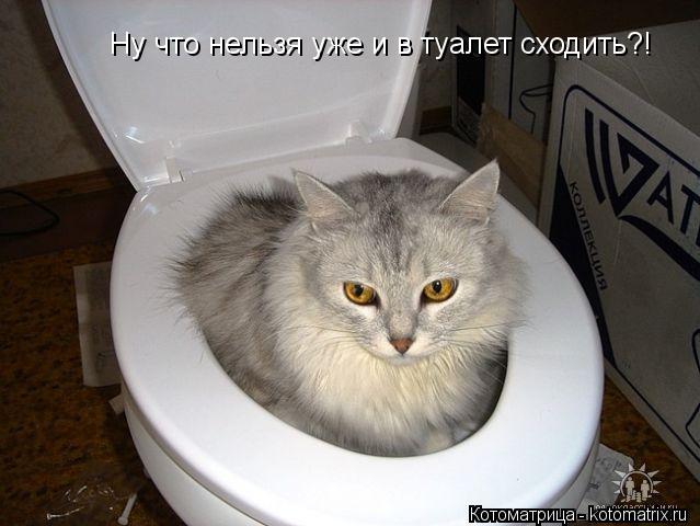 Ну что нельзя уже и в туалет сходить?!... Котоматрица: Ну что нельзя уже и в туалет сходить?!