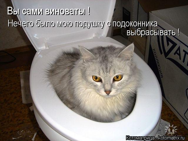 Котоматрица: Вы сами виноваты ! Нечего было мою подушку с подоконника выбрасывать !
