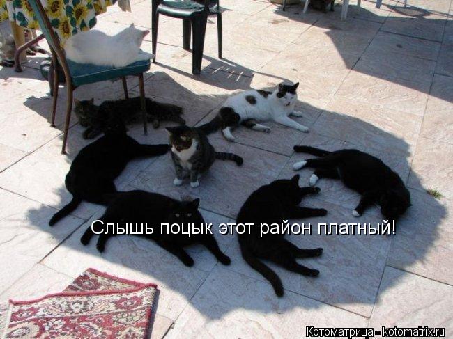 Слышь поцык этот район платный!... Котоматрица: Слышь поцык этот район платный!