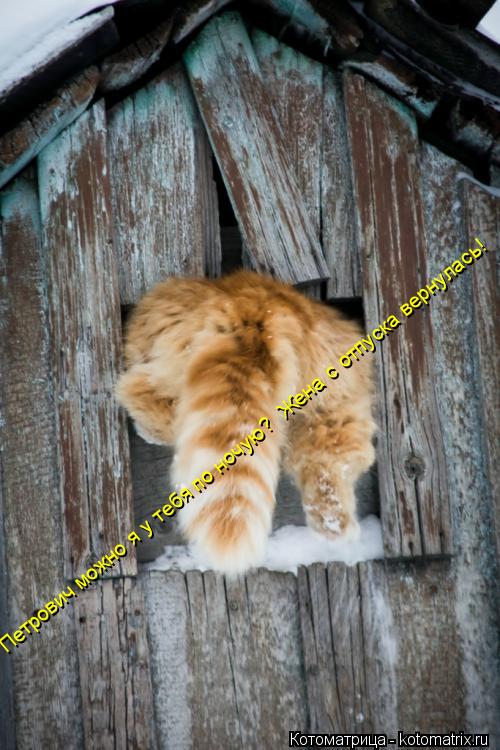 Петрович можно я у тебя по ночую? Жена с отпуска вернулась!... Котоматрица: Петрович можно я у тебя по ночую? Жена с отпуска вернулась!