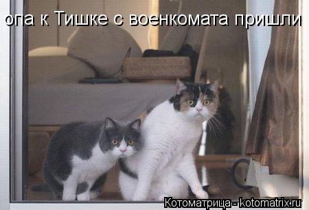 опа к Тишке с военкомата пришли... Котоматрица: опа к Тишке с военкомата пришли