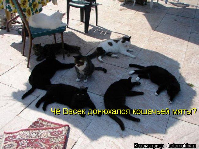 Котоматрица: Чё Васек донюхался кошачьей мяты?