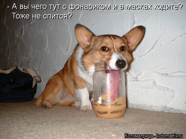 - А вы чего тут с фонариком и в масках ходите? Тоже не спится?... Котоматрица: - А вы чего тут с фонариком и в масках ходите? Тоже не спится?