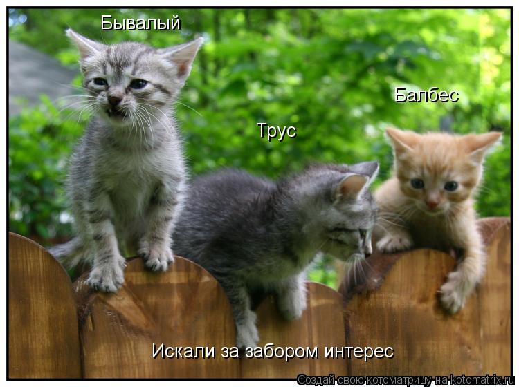 Бывалый Трус Балбес Искали за забором интерес... Котоматрица: Бывалый Трус Балбес Искали за забором интерес