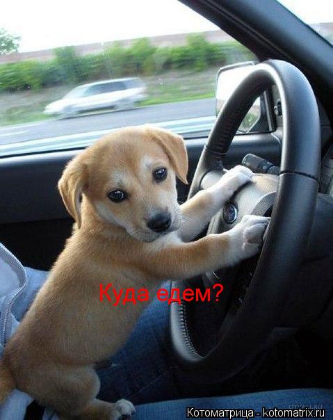 Куда едем?... Котоматрица: Куда едем?