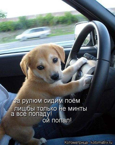 за рулюм сидим поём лишбы только не минты а всё попаду! ой попал!... Котоматрица: за рулюм сидим поём лишбы только не минты а всё попаду! ой попал!