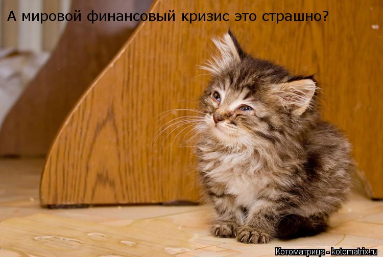 А мировой финансовый кризис это страшно?... Котоматрица: А мировой финансовый кризис это страшно?