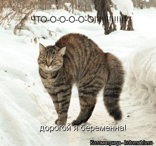 дорогой я беременна! ЧТО-О-О-О-О-О!!!!!!!!!!!!!... Котоматрица: дорогой я беременна! ЧТО-О-О-О-О-О!!!!!!!!!!!!!