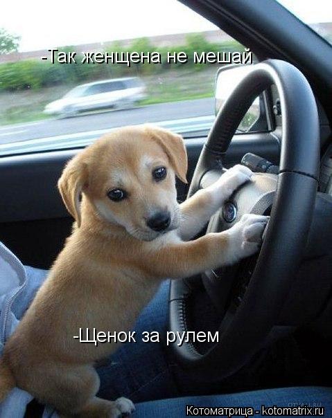 Так женщена не мешай -Так женщена не мешай -Щенок за рулем... Котоматрица: Так женщена не мешай -Так женщена не мешай -Щенок за рулем