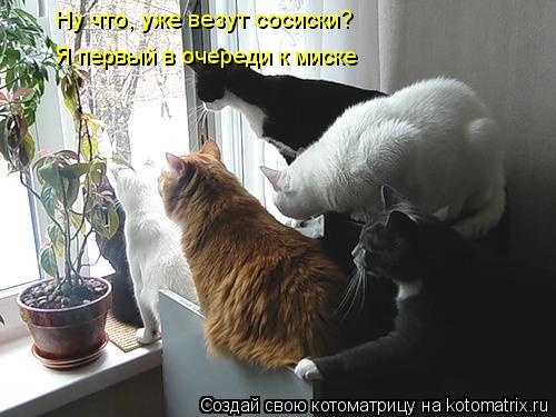 Ну что, уже везут сосиски? Я первый в очереди к миске... Котоматрица: Ну что, уже везут сосиски? Я первый в очереди к миске