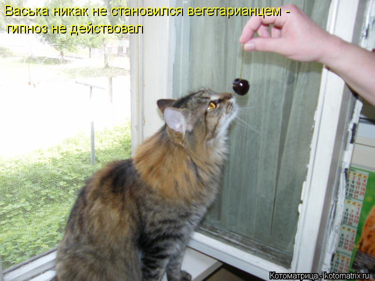 Васька никак не становился вегетарианцем - гипноз не действовал... Котоматрица: Васька никак не становился вегетарианцем - гипноз не действовал