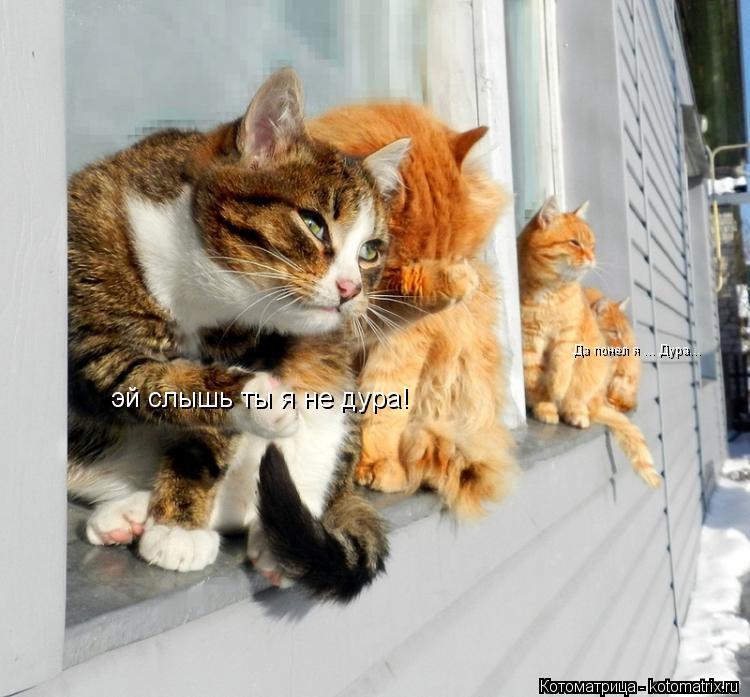 эй слышь ты я не дура! Да понел я ... Дура...... Котоматрица: эй слышь ты я не дура! Да понел я ... Дура...