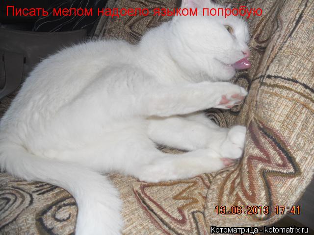 Писать мелом надоело языком попробую... Котоматрица: Писать мелом надоело языком попробую